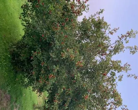 Basic Finland House With Big Garden *