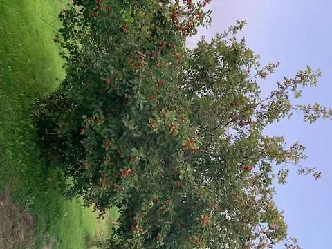 Basic Finland House With Big Garden *